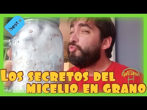 💡 Guía completa para cultivar MICELIO EN GRANO de forma exitosa | SECRETOS REVELADOS ✨🍄