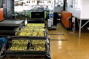 Two A Day Group (South Africa) - EN GREEFA