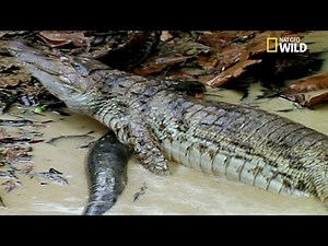 Un caïman se fait éléctrocuter par une anguille électrique