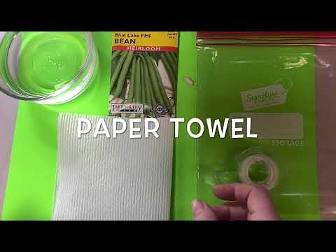 Grow a Bean in a Bag