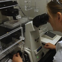 Video: Live Cell Imaging to Assess the Dynamics of Metaphase Timing and Cell Fate Following Mitotic Spindle Perturbations