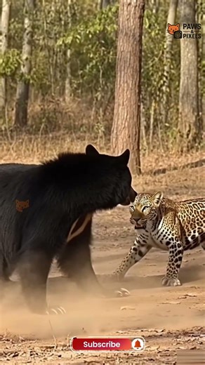 Bear vs. Leopard Fight #viralvideo #animals #wildlife