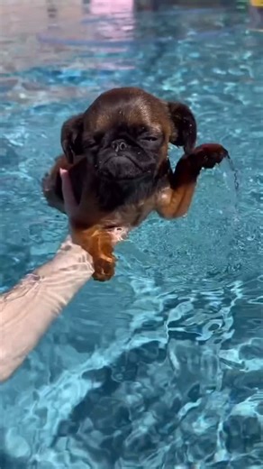 Brussels Griffons on Instagram: "Featured Giff @grumpus.steve.carl 😤"