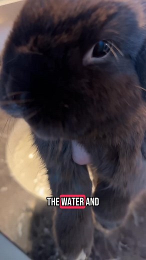 Buttercup 🐰| Tripod Holland Lop Bunny on Instagram: "What questions do you have? ***Disclaimer: Bunnies normally DO NOT need to be bathed. However, if you have a disabled rabbit or one that suffers from “poopy butt” it is sometimes necessary. If you must do a butt bath it is essential to make sure you thoroughly DRY your bunny as they are not good as regulating their own body temperature. ALSO, I do not use soap, only warm water. #bunnycare #tripodbunny #disabledbunny #bunniesofinstagram #rabbi