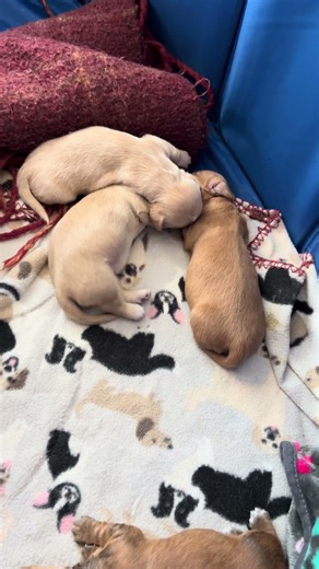 1 Week Old Sleep Noises #miniaturedachshund #doglife #puppy