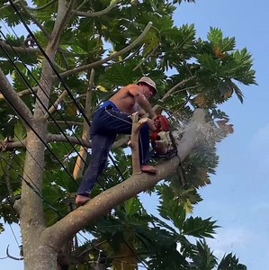1.1M views · 6.3K reactions | A professional skill man cutting a big tree whi,ch stand cover the borders gard home | The sharing skill | Facebook