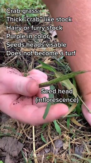 Crabgrass vs St. Augustine & Bermuda Grass Comparison