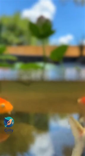 Ever wondered what it takes to build a pond around a living tree? 🏗️🐟 Here is the step-by-step breakdown: excavation, stone lining, pond liner installation, and finally, introducing the koi! A lot of hard work went into preserving the tree while creating a stunning new ecosystem. #PondBuild #DIYProject #Hardscaping #TransformationTuesday #OutdoorLiving #KoiFish | Gilly media