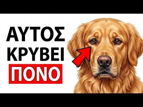 Τα 7 Σιωπηλά Σημάδια Ότι Ο Σκύλος Σου Κρύβει Πόνο (Πριν Είναι Πολύ Αργά)