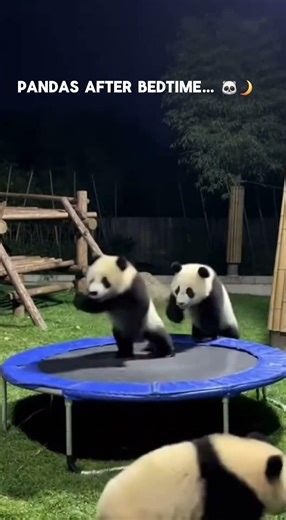 Pandas Found a Trampoline at Night 😂🐼