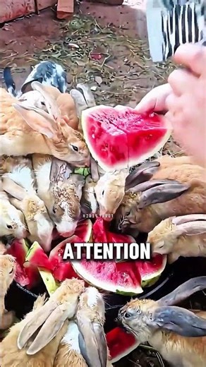 How this Chinese farmer is earning thousands of dollars from rabbit farming ?