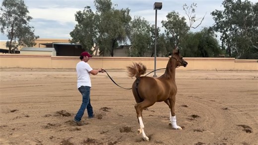 �✨ للبيع — المهرة العربية الأصيلة شَقــــراء ✨🌹 جمال راقٍ ونَسَب ملكي يجمع أعمدة الإنتاج العالمية 🇺🇸 🔹 الاسم: شقراء 🩶 نَسَبها الذهبي: 📌 الأب: دي إس إيه أفينتادور (DSA Aventador) ابن الفحل بوليدورو إف سي (من أبناء دي إيه فالنتينو × أبها بلمه) ومن الأم سوزانا إم بي إيه (من نسل ڤيرساتشي × عائلات إنتاجية عريقة في أمريكا) 📌 الأم: أليا ڤيجن (Aliyah Vision) ابنة الفحل بي سي إف ڤيجن (من نسل مروان الشقب × عائلات ڤيرونيكا GA المعروفة في الإنتاج) وأمها إم سي إيه أفري بيلي (من نسل دي إيه فالنتينو × ا