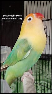 241K views · 1.9K reactions | Test vokal sakura setelah mandi pagi | Fen Supendi | Facebook