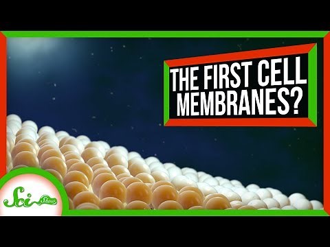 How Cells Got Their Membranes (Maybe) | SciShow News