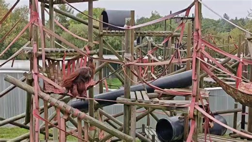 Orangutan Tuan is showing off his agility on the ropes, despite his huge size! Tuan was rescued from the illegal trade in Taiwan, where he was found loose - probably an illegal pet who had been released or escaped. Don't forget- Monkey Life continues at 5pm on Sky Nature! | Monkey World - Ape Rescue Centre, Official Facebook Page