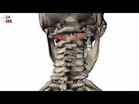Anatomía Oblicuo Postero Inferior de la Cabeza (Características)