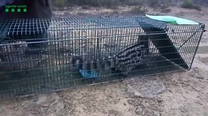 Gràcies a l'avís del propietari, recuperem una geneta (Genetta genetta) atrapada en un galliner, a Vallbona de les Monges, i la retornem al medi. La geneta viu a quasi tot el territori català excepte les parts més septentrionals dels Pirineus i les zones humides. https://t.co/4TWT7Z6pXs | La Provincia de Tarragona