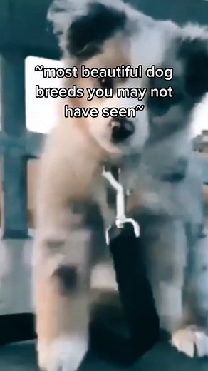 The videos at the end are AWSOME#greenscreenvideo #greenscreen#foryoupage#copylink#dogbreeds#favorite#pretty#views#veiw#viral#like#likes#follow#share