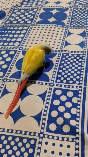 My baby birds #birds #nest