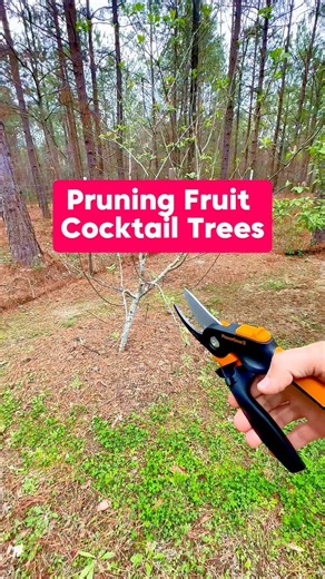 Check link in bio for my FREE Winter Pruning Checklist! ✅ ✂️🌳Did you know a Fruit Cocktail Tree is also called a multi-graft tree? 🧐 That’s because you’ve got multiple varieties of the same type of fruit grafted onto one tree! 🍎🍏 This one right here is a 5-in-1 apple tree I grafted myself years ago and gifted to my neighbor. But guess what? I still have to come over and prune it for them! 😂🙌Here’s what I do to keep this beauty in shape:1️⃣ Balance it out – Make sure one variety doesn’t dom