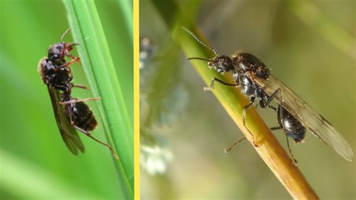 This ant is defying nature, and science, as we know it - The Weather Network