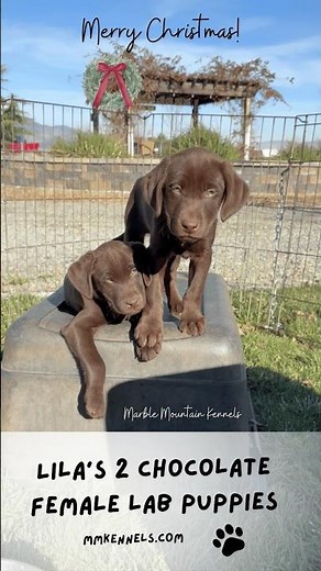 🎁 Christmas Puppies! 2 Chocolate Female Lab Puppies for Sale! #labpuppies #chocolatelab