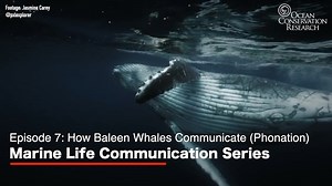 🔊 Episode 7 of our Marine Life Communication Series: "How Baleen Whales Communicate (Phonation)" Listen with sound on to hear the fascinating sounds made by baleen whales! Made possible from a generous grant by Sustainable Ocean Alliance | Ocean Conservation Research - OCR