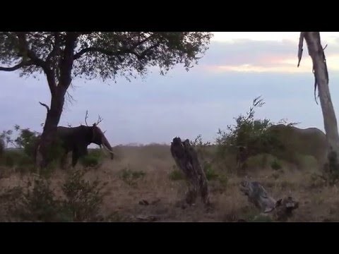 Elephant bulls Fight