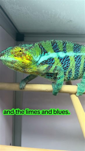 New Ankify Panther Chameleon