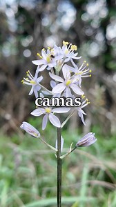 One of the oldest plant foods in the Americas. 🧅 WARNING: there are deadly poisonous look-alikes of this species. The flowers are required to ID it. 🧅 Several sources claim the Blackfeet, Coeur d'Alene, and Thompson ate Camassia scilloides. However, this species does not occur in the territory of these nations. This underscores the importance of cross-referencing plant ranges and historical Indigenous territories when doing ethnobotanical research. 🧅 The camas species being eaten by the above