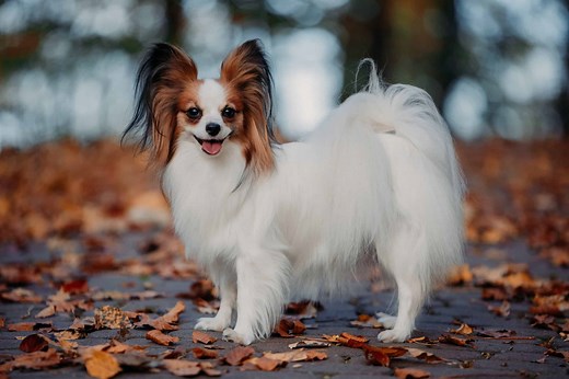 Papillon Lifespan: How Long Do Papillons Live?