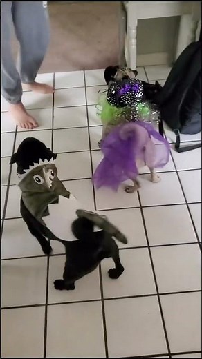 Pugs in halloween costumes: a fun and adorable video#pugs #halloween #dogcostumes #cute