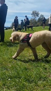 Dozens of rescued dogs looked a far cry from their original state when Tasmania’s largest puppy farm was shutdown earlier this year. Watch the video here 👇 https://bit.ly/3Yv9fLN | The Mercury Newspaper