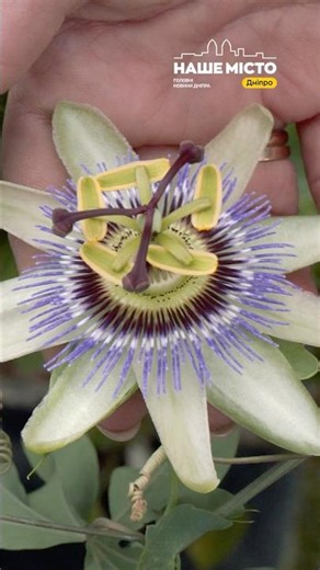 How to Grow Gorgeous Passion Flower: Expert Gardening Tips🌸#garden #tips #plants