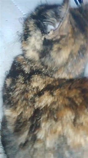 Videos de delfi (@delfi_bengochea29) con “Labubu Dubai Chocolate - Lil Big Stack”