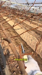 Mastering Grape Pruning Easy Steps for Beginners. #GrapevinePruning #VineyardCare #GrapeGrowing #HealthyPlants #GardenMaintenan | Doraya Jennings