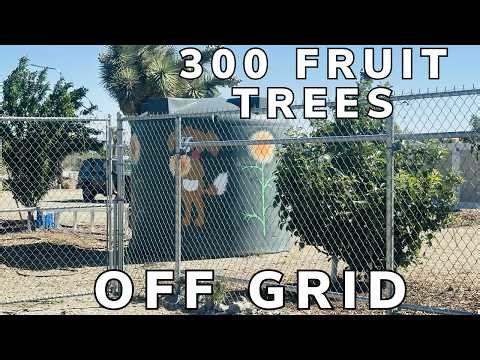 How they grew an off-grid Food Forest in the Desert.#foodforests #homestead #budget