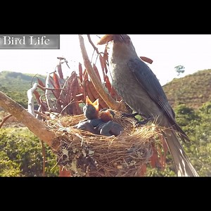 86K views · 2.6K reactions | The Life of Birds - Nature Documentary part22 | Bird Life | Facebook