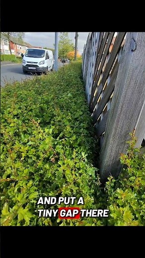 never damage a fence your trimmers or any wires while trimming hedges, do this #gardentok #gardening