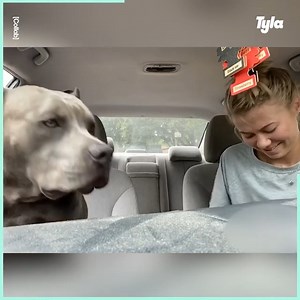 Humans don't deserve dogs 😂🐶 | GOODLAD