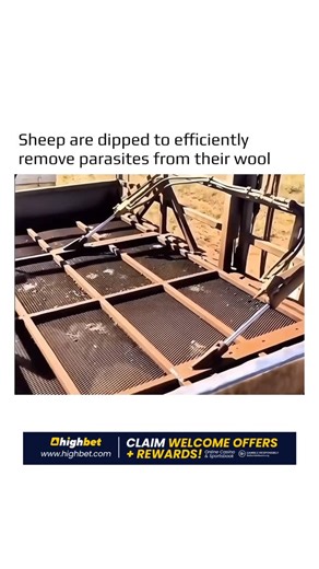 @earthspctr on Instagram: "This centuries-old practice shows how animal care and applied science work together in real-world farming. Sheep dipping is a controlled process used to remove parasites such as ticks, lice, and mites from an animal’s wool and skin. Farmers guide sheep through long dipping baths filled with carefully measured solutions that penetrate deep into the fleece. The liquid reaches areas that manual treatments cannot, ensuring parasites are eliminated before they spread throug