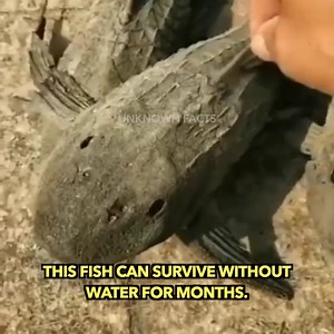This Fish Can Survive Without Water For Months. | Unknown Facts
