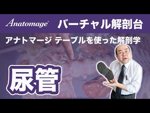 【解剖学 尿管】バーチャル解剖台 アナトマージテーブルを使った解剖学