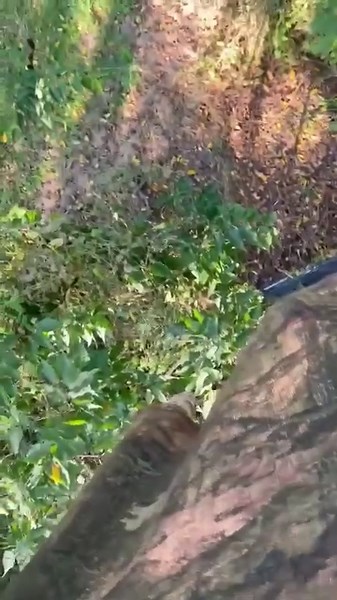 481K views · 3.6K reactions | Do you need a treestand. This is the Monarch Tresstand. This ladder stand is absolutely incredible. Walk around the entire tree, with ease. No more leaning around, or worrying about what’s behind you!! | Fur Life TV | Facebook