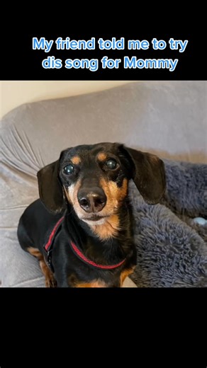 My little superstar trying to sing for Mommy! 🎶🐶❤️ #DogGoals #FurryFriends | Kira Price