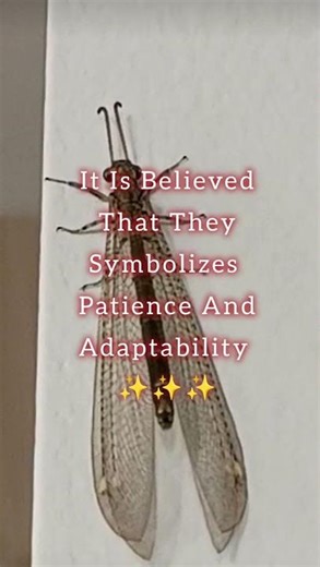 #creaturecorner #antlion #doodlebug #spiritualmeaning #nature #createcontent
