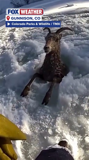 TO THE RESCUE: Members of Colorado Parks and Wildlife jumped into action on Monday when they received a call about a Rocky Mountain bighorn sheep that fell through ice on a river. The animal was released on Tuesday and is healthy. #Colorado #snow #winter #animals #sheep #rescue #FoxWeather | FOX Weather