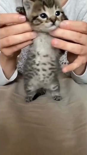 GATITO QUE BAILA ¡MUEVE TU COLITA!