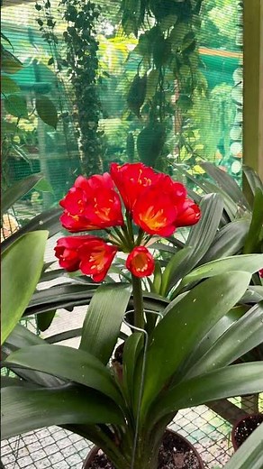 Rare Red Clivias in Full Bloom – A Must-See Garden Moment!