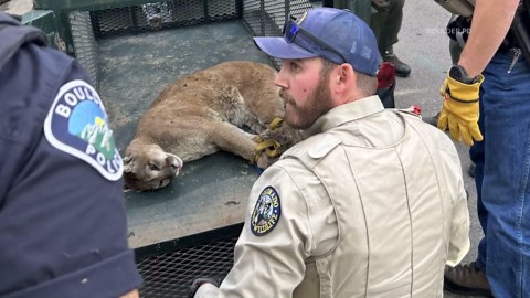 Mountain lion that killed small dog captured and relocated